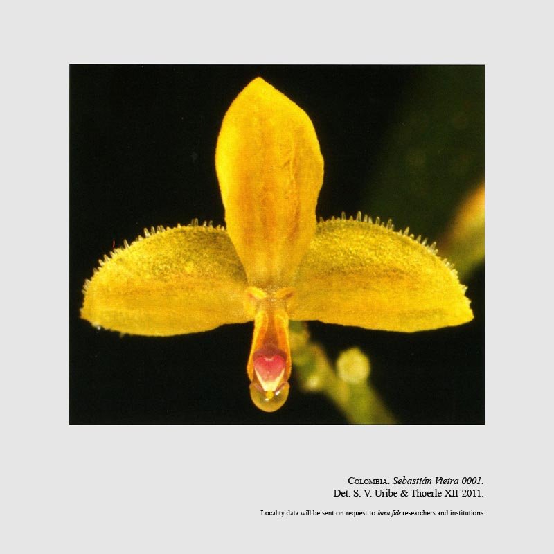 Neooreophilus ortizianus